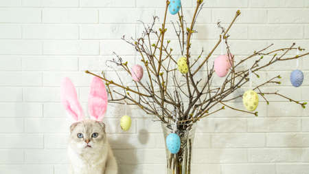 A white cat with rabbit ears. Easter tree in a vase with colorful eggs on a white background. High...