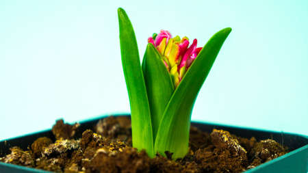 Spring hyacinth flowers in flower pots on a light blue background. High quality photo
