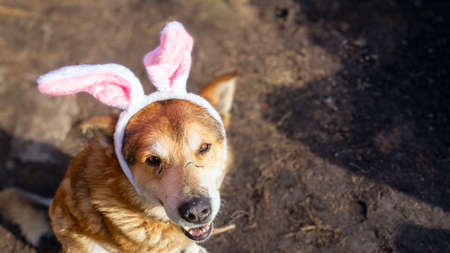 Funny mongrel dog with rabbit ears sits on the ground and looks at the camera. High quality photoの写真素材