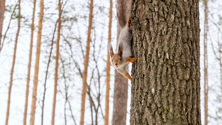 A small, funny, cute squirrel peeks out from behind a tree trunk in a city park. High quality photoの写真素材