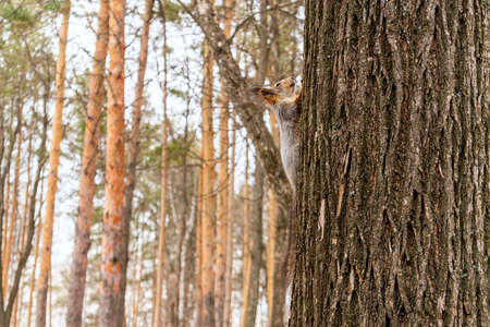 Funny fluffy squirrel in a winter fur coat deftly climbs up a tree in a city park. High quality photoの写真素材