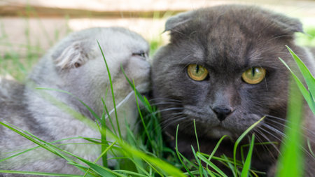 A gray cat caresses a black cat lying on the green grass. High quality photoの写真素材