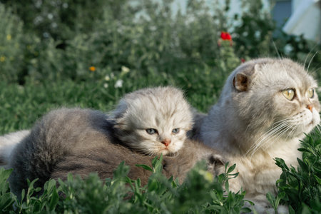 The Scottish mother cat lies on the green lawn with her kitten. High quality photo