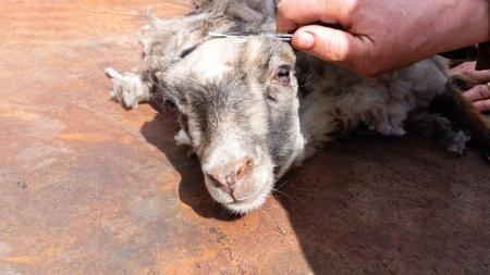 Traditional sheep shearing with scissors. High quality photo