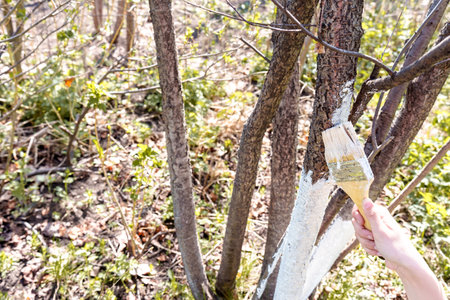 Hand on the background of green grass. A gardener paints a tree trunk with a brush. garden work. Apple tree trunk, protection against pests and diseases, chalk whitewashing. High quality photoの写真素材