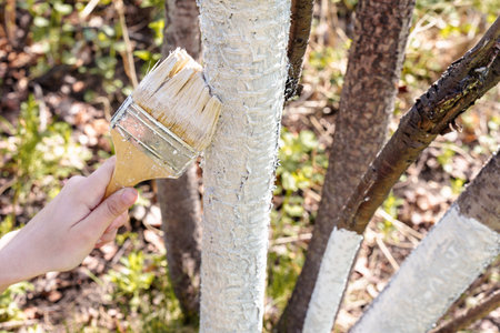 Womans hand whitewashes tree trunks in the garden in spring. High quality photo