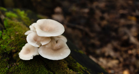 Wild Pleurotus ostreatus oyster mushrooms growing on a moss-covered fallen tree trunk in the forestの写真素材