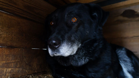frightened dog hides in its kennel, seeking shelter from the sight of people, showing a desire for safety and comfort in its environmentの写真素材