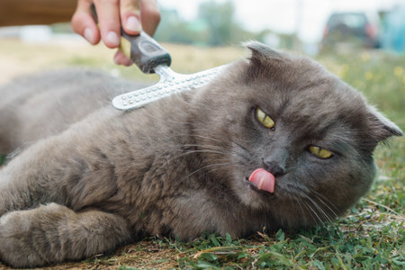 gray fur of a lop-eared cat being combed out on a summer afternoon on a green lawn. Satisfied cat, care, pet hair care, groomingの写真素材