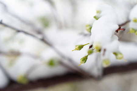 Snowy Conditions on Blooming Cherry Tree Branches Pose Serious Threat to Upcoming Fruit Harvestsの写真素材