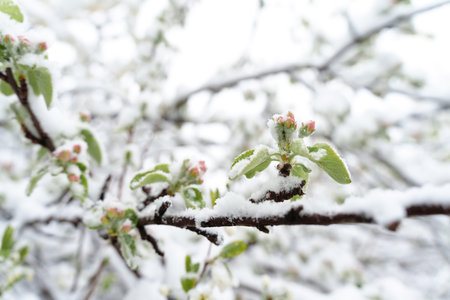 The Unexpected Threat: Spring Snow Covering Blooming Fruit Trees and Harvest Challengesの写真素材
