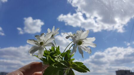 Snowdrop spring flowers. Group of snowdrops. Snowdrops against the blue sky. Snowdrops closeup. A small bouquet of snowdrops.の写真素材