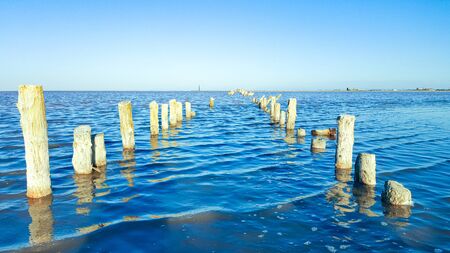 Wooden hemp in the build-up of salt after the drying of the lake.の写真素材