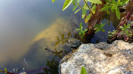 Frog resting on a rock near the water. A marsh frog sits near a pond. Sitting frog in the pond. Frog resting on a rock near the water.の写真素材