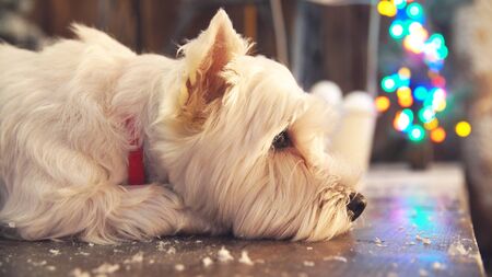 Cute little dog waiting for Christmas. Cute white dog waiting for food.の写真素材