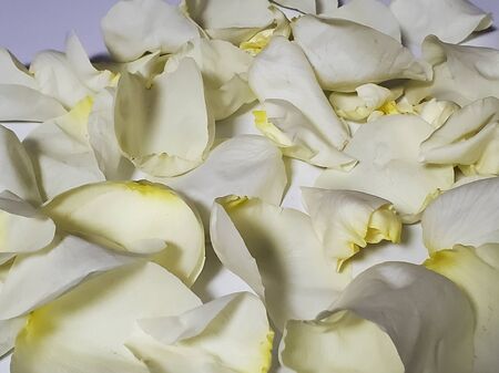 beautiful rose petals scattered on white background. large number of petals,の写真素材