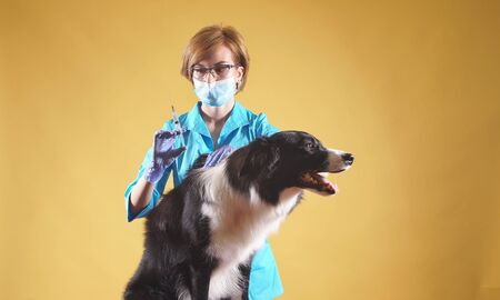 professional veterinarian is going to vaccinate a dog against rabies.の写真素材