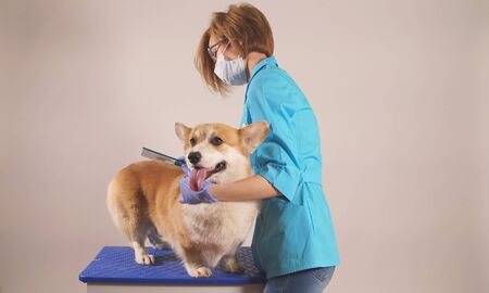 young female groomer combs a dog on an isolated background close-up. pet care.の写真素材