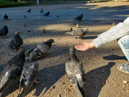 Close-up of a childs hand feeding pigeons in a Park on a warm autumn day.の写真素材