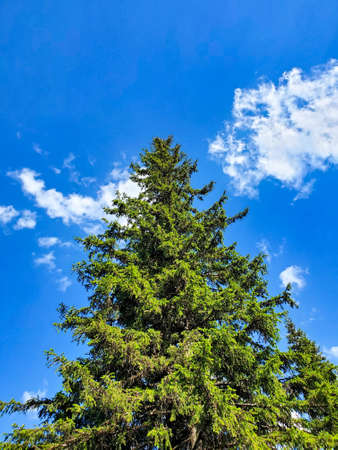 Beautiful Christmas tree on a blue sky background on a Sunny clear day.の写真素材