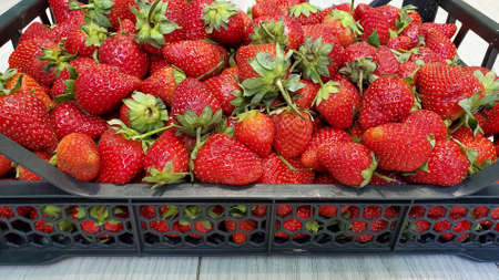 Close-up of red ripe strawberries. A box of strawberries on a light background. Ripe Summer Berries. Strawberry harvest. Strawberries are in the drawerの写真素材