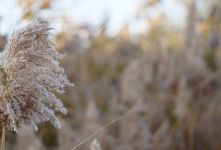 Dry reed on the lake, reed layer, reed seeds. Golden reed grass in the fall in the sun. Abstract natural background. Beautiful pattern with neutral colors. Minimal, stylish, trend concept.の写真素材