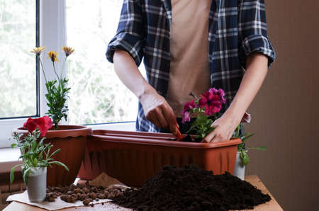 The hands of a woman gardener in a plaid shirt plant flowers in a pot of earth. Home floriculture.の写真素材