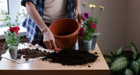 The hands of a woman gardener in a plaid shirt plant flowers in a pot of earth. Home floriculture.