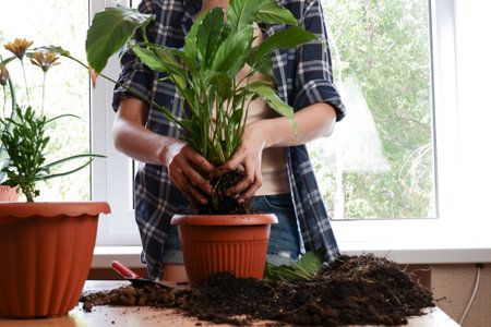 The hands of a woman gardener in a plaid shirt plant flowers in a pot of earth. Home floriculture.