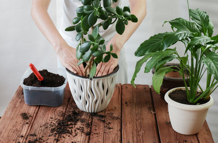 Gardener Woman Transplanting Spathiphyllum, Crassula perfoliata in plastic pots on a brown wooden table. Home garden concept. Spring time. Houseplant care. Template.の写真素材