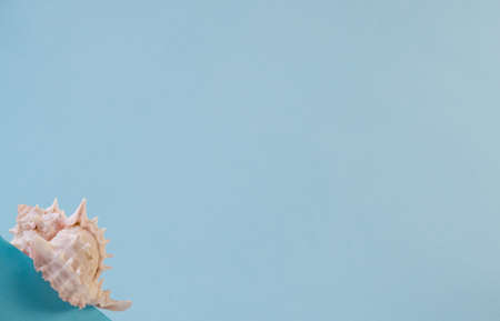 seashell, seashells isolated on a blue background, blue background with a beautiful seashell