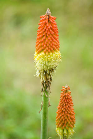 Flower of the Red Hot Poker outdoor plant. Scenery.