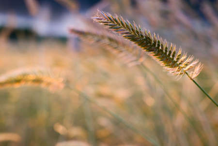 Grass thorns against the sunset sky. Spikelet of wild grass.