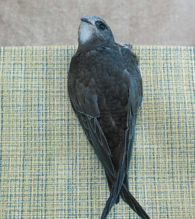 Portrait of an Young Eurasian Swift , Apus apus