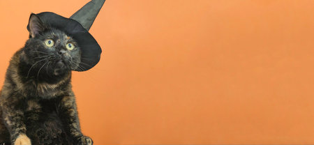 Funny black multi-colored cat in a black hat on the theme of a witch for Halloween on an orange...
