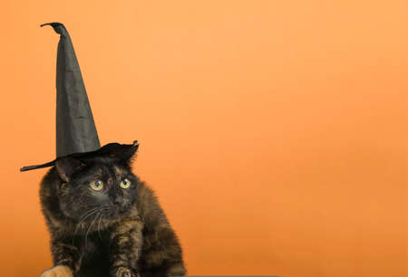 Funny black multi-colored cat in a black hat on the theme of a witch for Halloween on an orange...