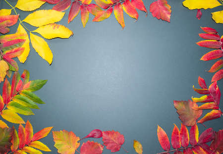 Autumn leaves with cones on a dark gray background from above. With space for text. Maple leaf...