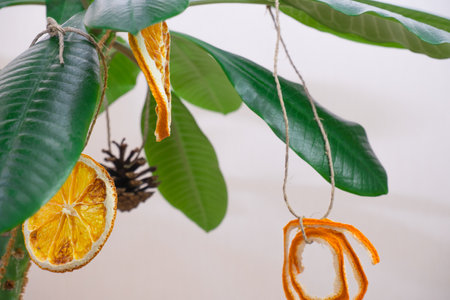 Houseplant euphorbia with natural Christmas tree decorations, as an alternative to the Christmas tree. Eco-friendly Christmas decor and no wood waste.の写真素材