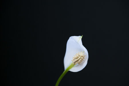 White Spathiphyllum flower on a black background.の写真素材