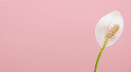 Spathiphyllum white flower on a pale pink background close-up. Houseplant female happiness.Single...