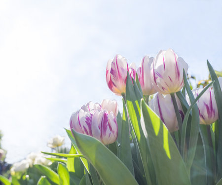 Beautiful pink and white tulips against a pale blue sky. Spring. floral background. selective focus. Place for text.の写真素材