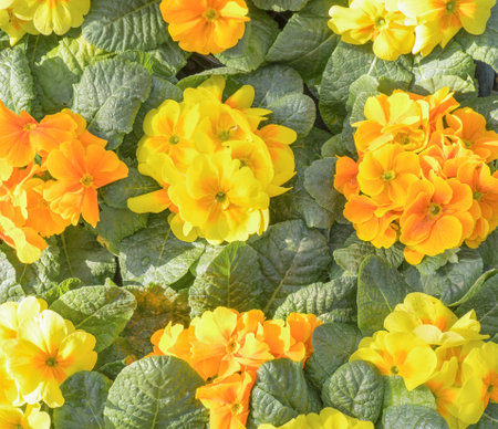 spring flowers. Blooming orange primrose or primrose flowers in the garden.