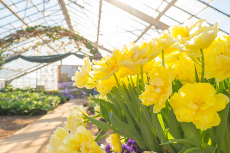 Spring yellow beautiful tulips in the greenhouseの写真素材