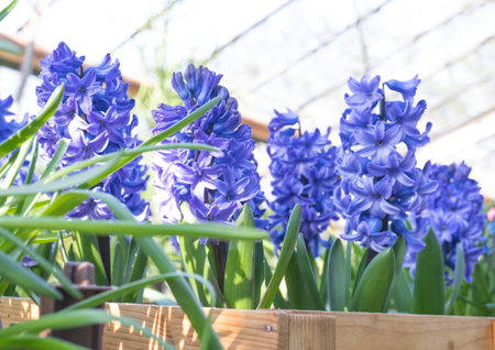 Muscari, or mouse hyacinth. close-up of purple flowers with green grass in the garden during the day in spring. Fresh, rising and colorful backgroundの写真素材