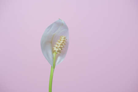 Spathiphyllum white flower on a pale pink background close-up. Houseplant female happiness.Single...