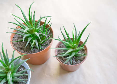 Striped haworthia Haworthia fasciata in brown pots.の写真素材