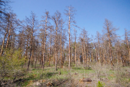 Dry pine forest. Spruce died of disease in the forest. dead pines in the forestの写真素材