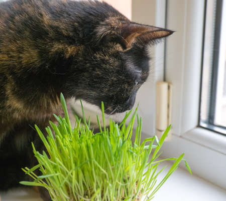 Domestic cat eats fresh grass near the window close-up.の写真素材