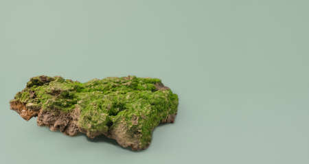 Green forest moss on the bark of a tree on a green background. Copy space. Natural ecological...