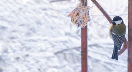 Eurasian blue tit (Parus caeruleus) and great tit (Parus major) on a snowy bird feederの写真素材
